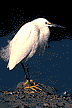 Snowy Egret