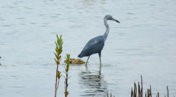 blue heron bahamas