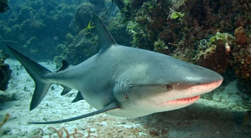 bahamas sharks