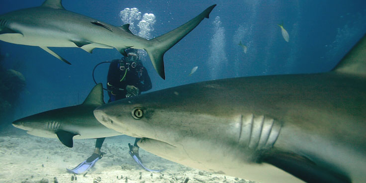 Shark Observation Experience bahamas