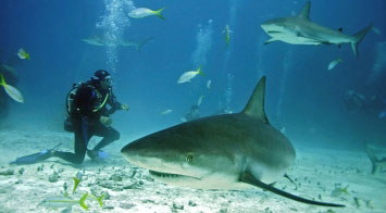 Shark Diving Bahamas