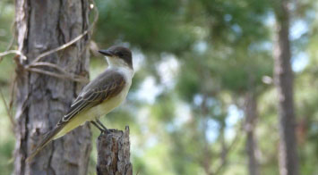 fly catcher bahamas