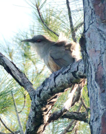 Birding Tour bahamas