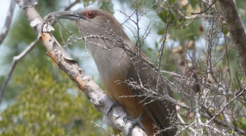 Bird Tour bahamas