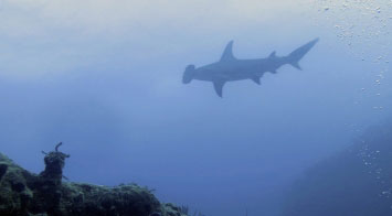 diving with sharks bahamas