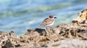 Ecological Responsibility bahamas3