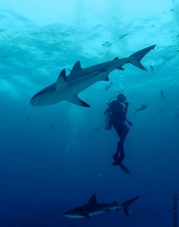 underwater Shark Photography bahamas