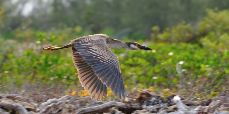 yellow crowned night heron bahamas